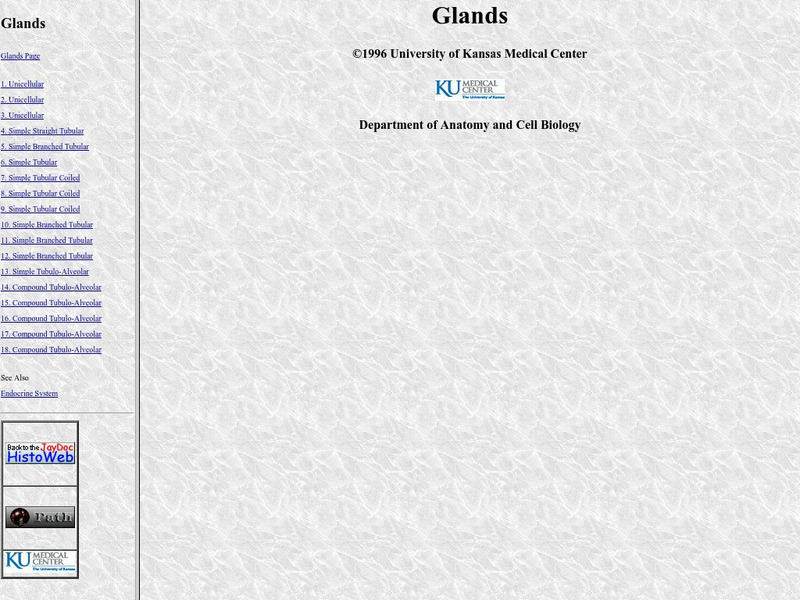 University of Kansas Medical Center: Glands Graphic