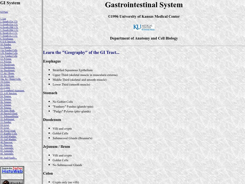 University of Kansas Medical Center: Gastrointestinal System Graphic