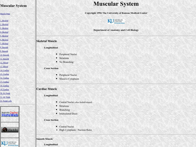 University of Kansas Medical Center: Muscular System Graphic University of Kansas Medical Center: Muscular System Graphic