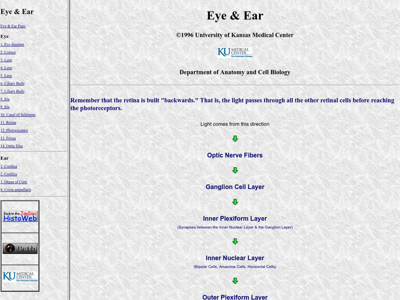University of Kansas Medical Center: Eye & Ear Graphic University of Kansas Medical Center: Eye & Ear Graphic