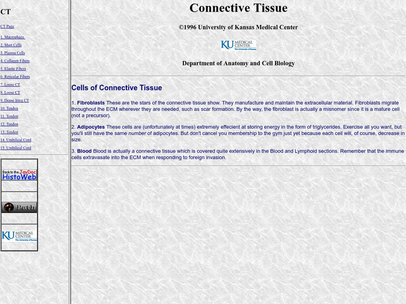 University of Kansas Medical Center: Connective Tissue Graphic University of Kansas Medical Center: Connective Tissue Graphic