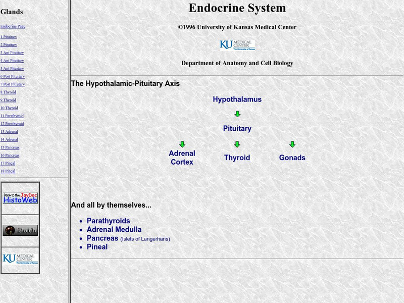 University of Kansas Medical Center: Endocrine System Graphic University of Kansas Medical Center: Endocrine System Graphic