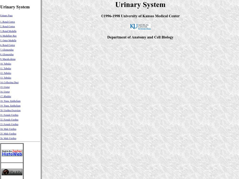 University of Kansas Medical Center: Urinary System Graphic University of Kansas Medical Center: Urinary System Graphic