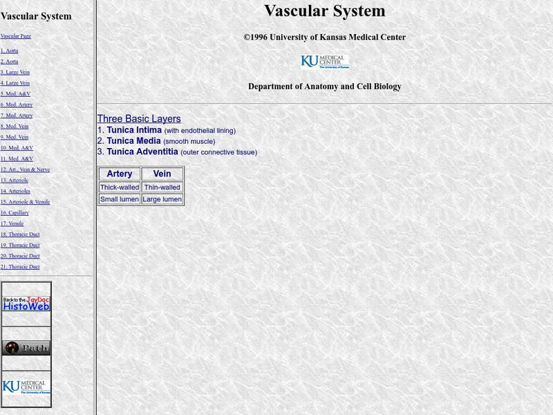 University of Kansas Medical Center: Vascular System Graphic University of Kansas Medical Center: Vascular System Graphic