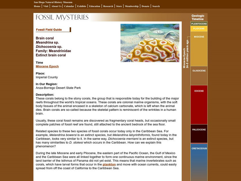 San Diego Natural History Museum: Fossil Field Guide: Extinct Brain Coral Handout