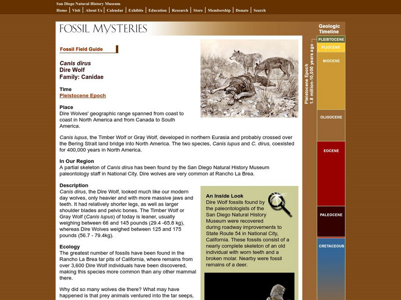 San Diego Natural History Museum: Fossil Field Guide: Dire Wolf Handout