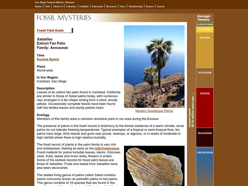 San Diego Natural History Museum: Fossil Field Guide: Extinct Fan Palm Website San Diego Natural History Museum: Fossil Field Guide: Extinct Fan Palm Website