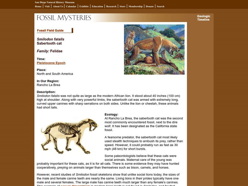 San Diego Natural History Museum: Fossil Field Guide: Sabertooth Cat Handout