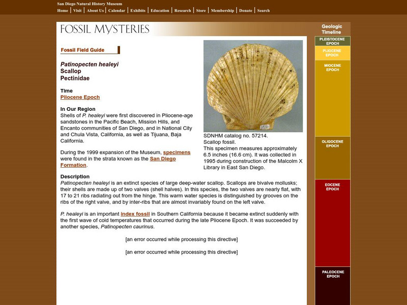 San Diego Natural History Museum: Fossil Field Guide: Scallop Handout San Diego Natural History Museum: Fossil Field Guide: Scallop Handout