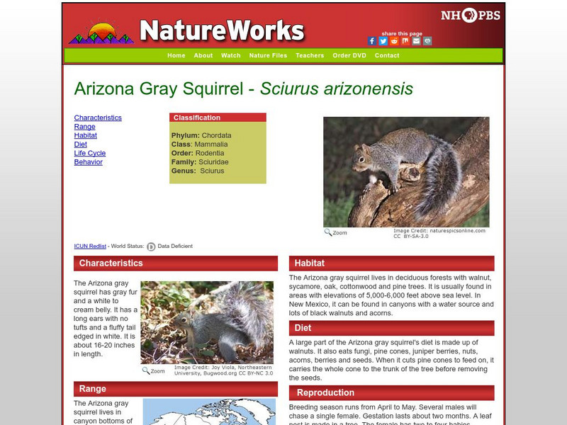 Nh Pbs: Nature Works: Arizona Gray Squirrel Handout Nh Pbs: Nature Works: Arizona Gray Squirrel Handout
