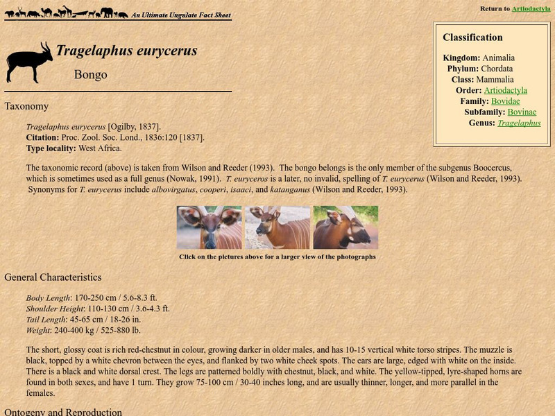 The Ultimate Ungulate Page: Tragelaphus Eurycerus Bongo Handout The Ultimate Ungulate Page: Tragelaphus Eurycerus Bongo Handout