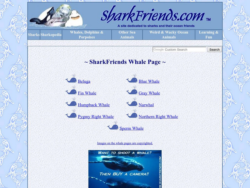 Shark Friends Whale Page Website Shark Friends Whale Page Website