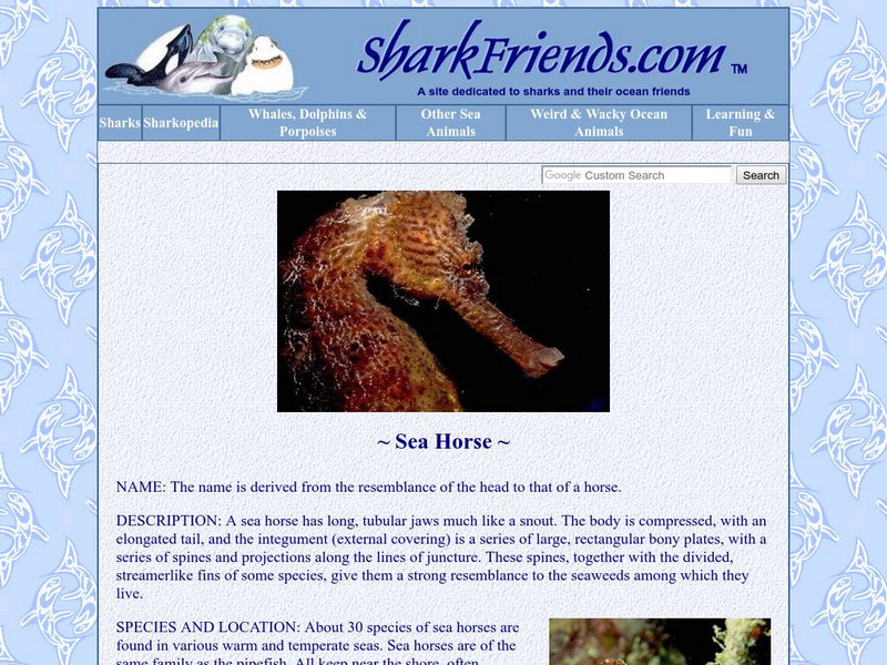 Shark Friends Sea Horse Handout