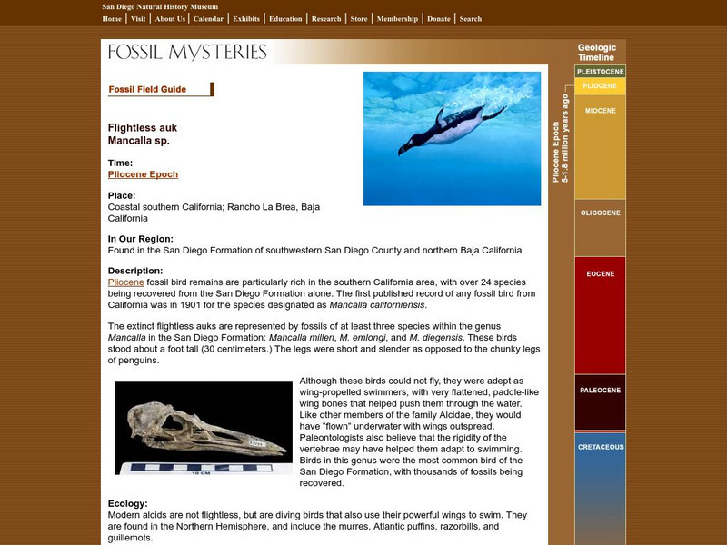 San Diego Natural History Museum: Fossil Field Guide: Flightless Auk Handout San Diego Natural History Museum: Fossil Field Guide: Flightless Auk Handout