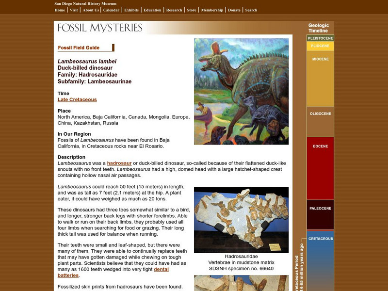San Diego Natural History Museum: Fossil Field Guide: Lambeosaurus Handout