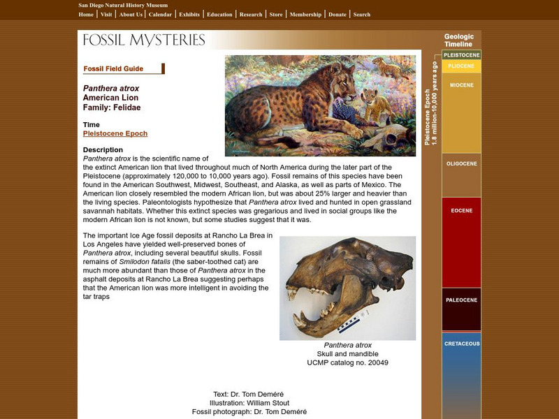 San Diego Natural History Museum: Fossil Field Guide: American Lion Handout