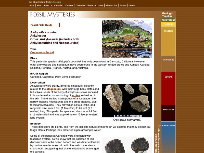 San Diego Natural History Museum: Fossil Field Guide: Ankylosaur Handout