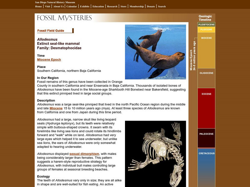 San Diego Natural History Museum: Fossil Field Guide: Allodesmus Handout