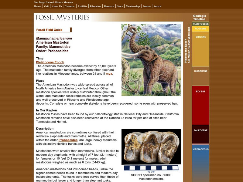 San Diego Natural History Museum: Fossil Field Guide: American Mastodon Handout