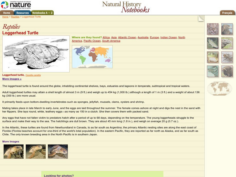 Canadian Museum of Nature: Loggerhead Turtle Handout Canadian Museum of Nature: Loggerhead Turtle Handout