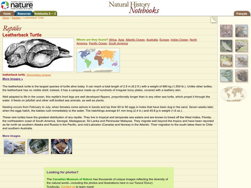 Canadian Museum of Nature: Leatherback Turtle Handout Canadian Museum of Nature: Leatherback Turtle Handout