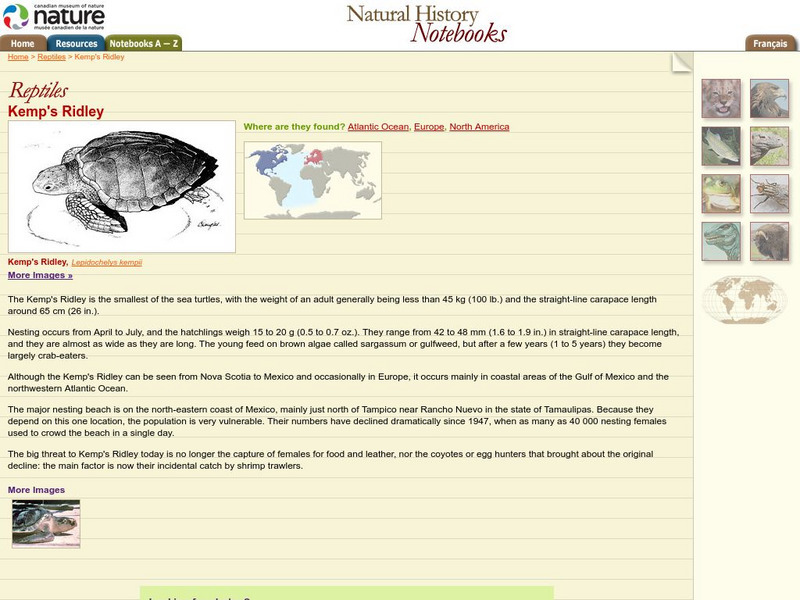 Canadian Museum of Nature: Kemp's Ridley Handout Canadian Museum of Nature: Kemp's Ridley Handout