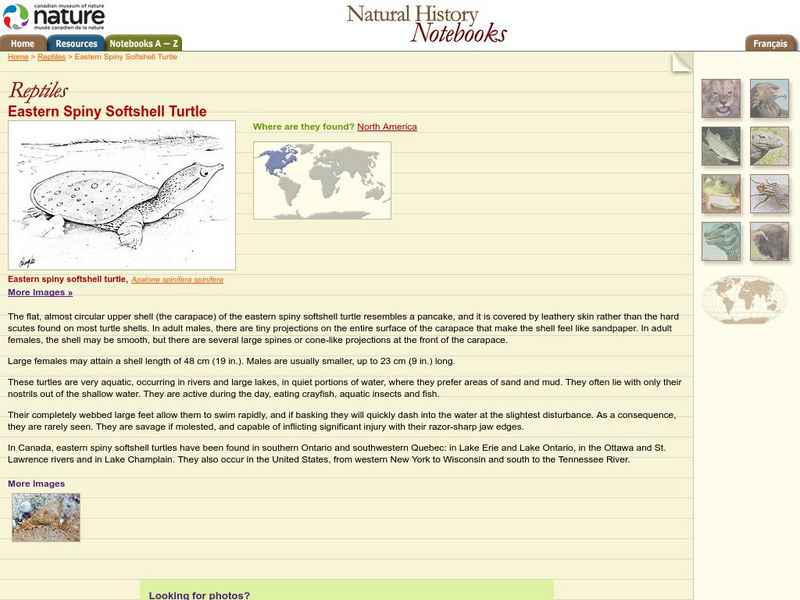Canadian Museum of Nature: Eastern Spiny Softshell Turtle Handout Canadian Museum of Nature: Eastern Spiny Softshell Turtle Handout