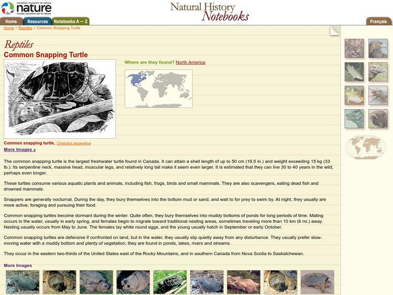 Canadian Museum of Nature: Common Snapping Turtle Handout Canadian Museum of Nature: Common Snapping Turtle Handout