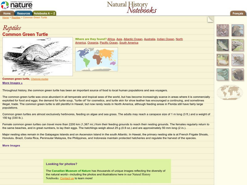 Canadian Museum of Nature: Common Green Turtle Handout Canadian Museum of Nature: Common Green Turtle Handout
