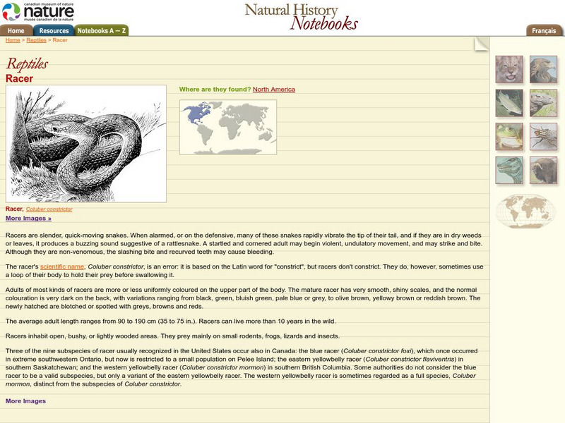 Canadian Museum of Nature: Reptiles: Racer Handout