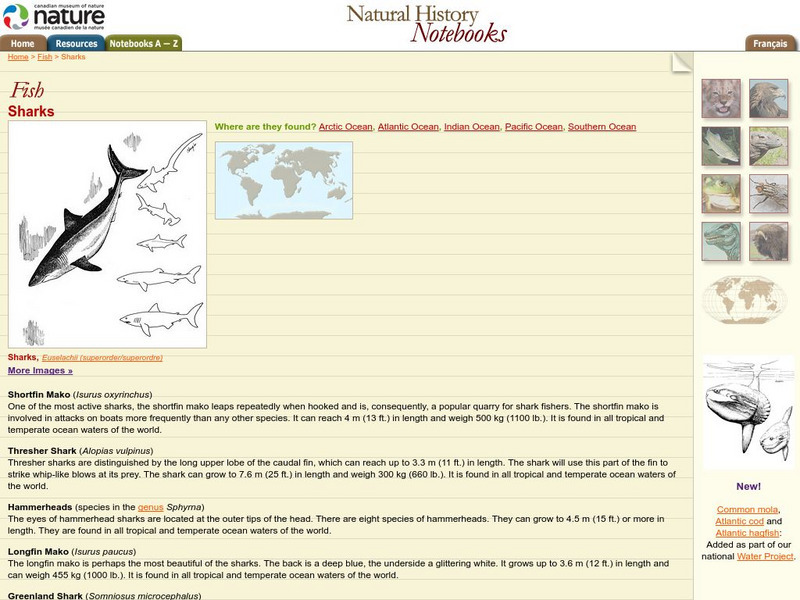 Canadian Museum of Nature: Sharks Handout Canadian Museum of Nature: Sharks Handout
