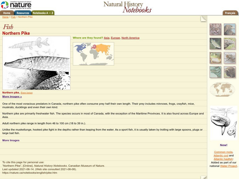 Canadian Museum of Nature: Northern Pike Handout Canadian Museum of Nature: Northern Pike Handout