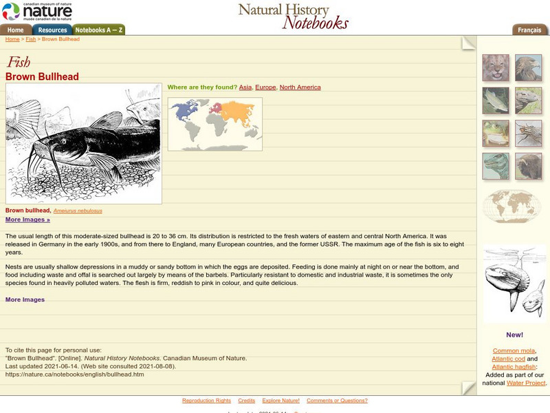 Canadian Museum of Nature: Brown Bullhead Handout Canadian Museum of Nature: Brown Bullhead Handout