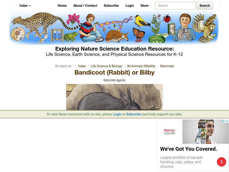 Exploring Nature Educational Resource: Bandicoot (Rabbit) or Bilby Handout Exploring Nature Educational Resource: Bandicoot (Rabbit) or Bilby Handout