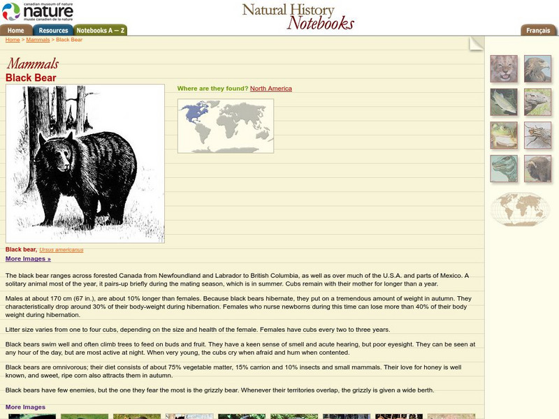Canadian Museum of Nature: Black Bear Handout Canadian Museum of Nature: Black Bear Handout