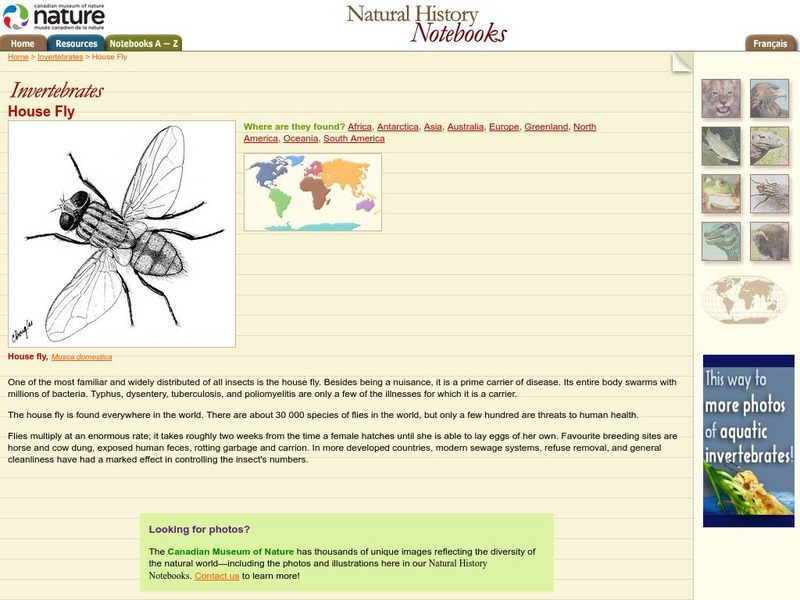 Canadian Museum of Nature: House Fly Handout Canadian Museum of Nature: House Fly Handout