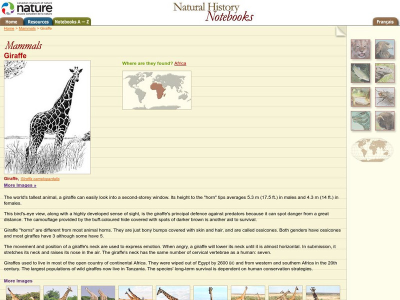 Canadian Museum of Nature: Giraffe Handout Canadian Museum of Nature: Giraffe Handout