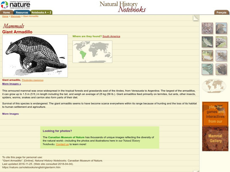 Canadian Museum of Nature: Giant Armadillo Handout