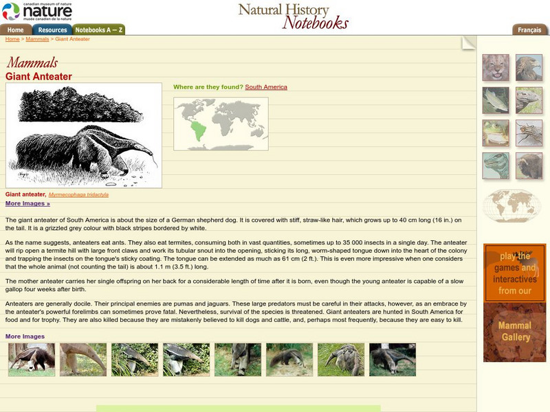 Canadian Museum of Nature: Giant Anteater Handout Canadian Museum of Nature: Giant Anteater Handout