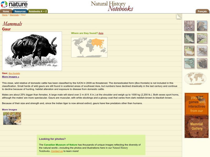 Canadian Museum of Nature: Gaur Handout Canadian Museum of Nature: Gaur Handout