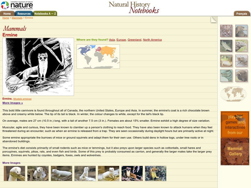 Canadian Museum of Nature: Ermine Handout