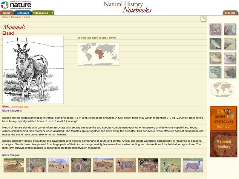 Canadian Museum of Nature: Eland Handout