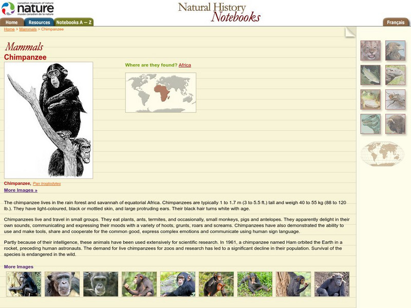Canadian Museum of Nature: Chimpanzee Handout Canadian Museum of Nature: Chimpanzee Handout