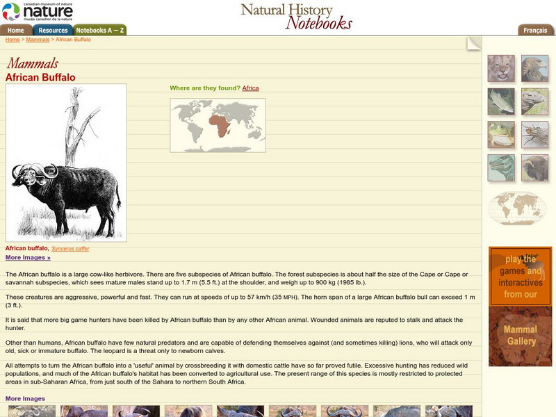 Canadian Museum of Nature: African Buffalo Handout