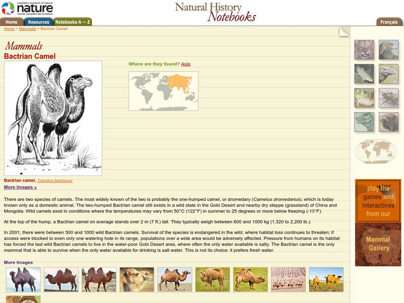 Canadian Museum of Nature: Bactrian Camel Handout