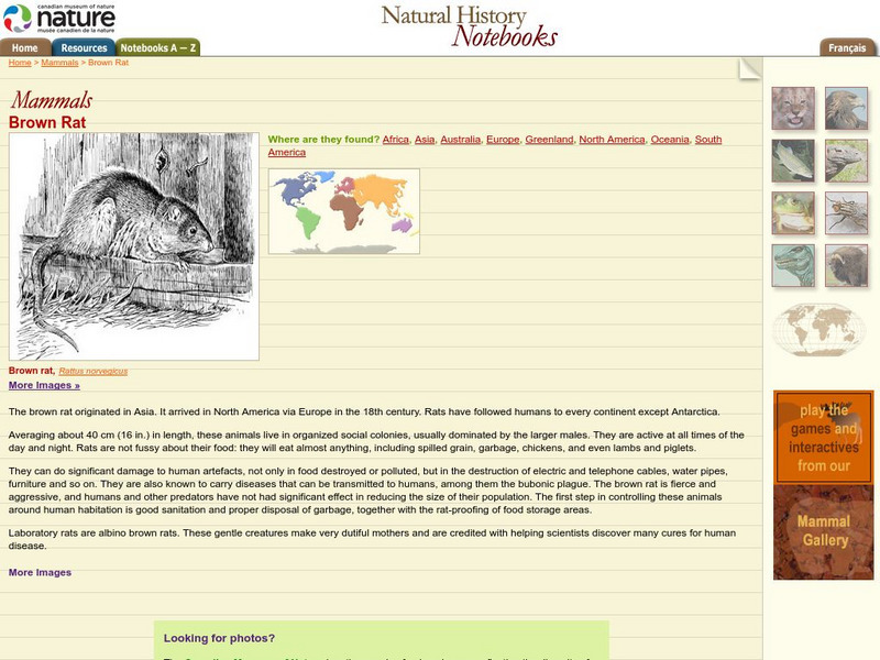 Canadian Museum of Nature: Brown Rat Handout