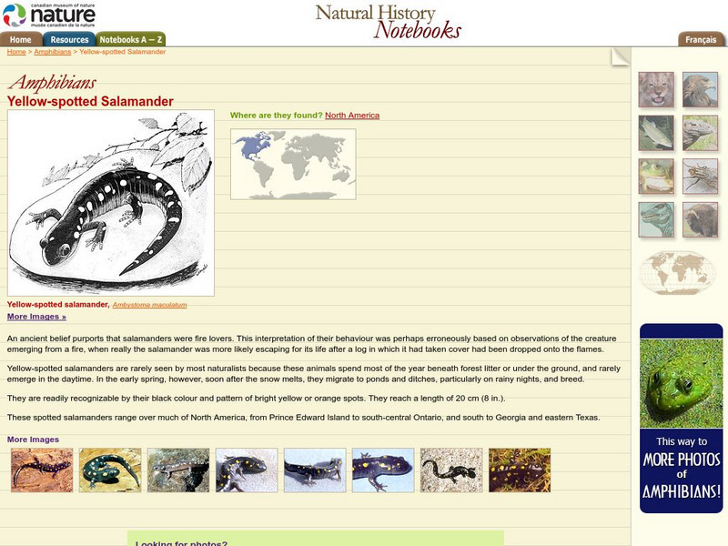 Canadian Museum of Nature: Yellow Spotted Salamander Handout