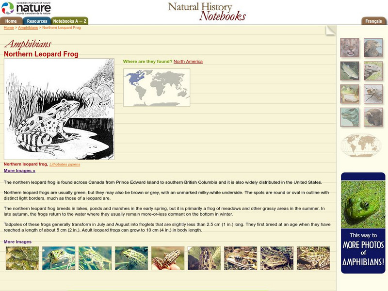 Canadian Museum of Nature: Northern Leopard Frog Handout