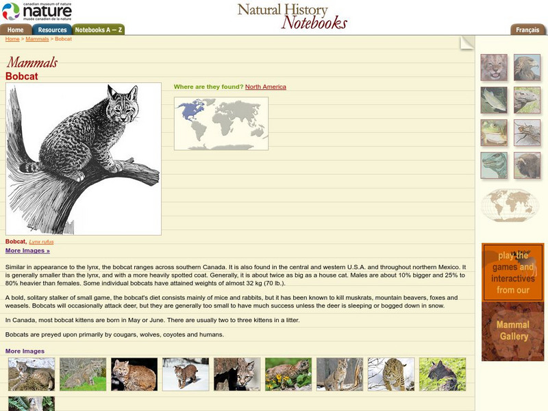 Canadian Museum of Nature: Bobcat Handout