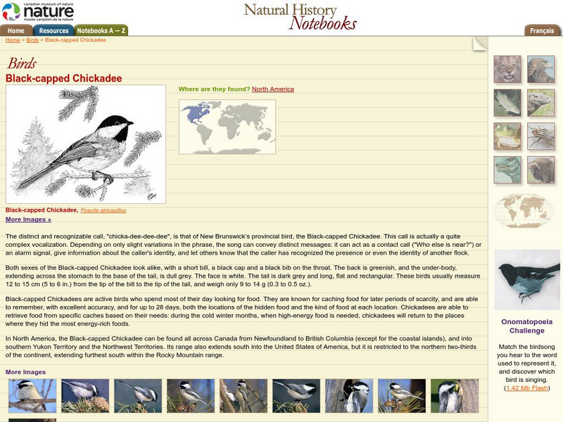 Canadian Museum of Nature: Black Capped Chickadee Handout